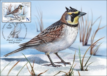 Horned Lark