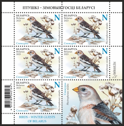 Snow Bunting