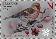Common Redpoll
