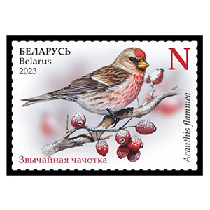 Common Redpoll