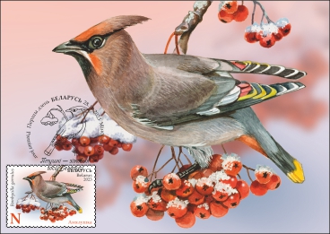 Bohemian Waxwing