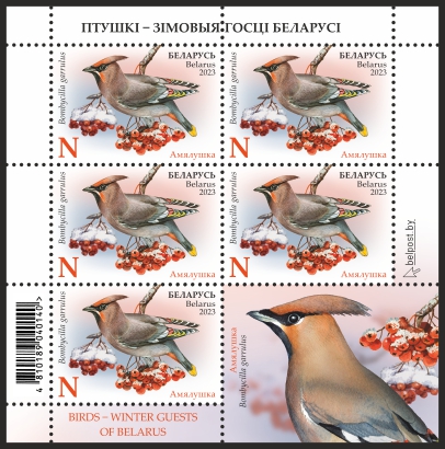 Bohemian Waxwing