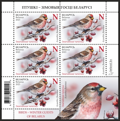 Common Redpoll