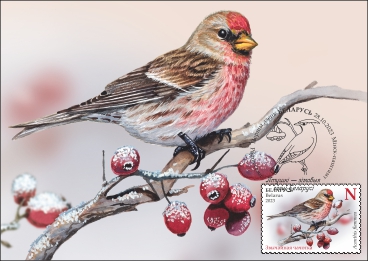 Common Redpoll