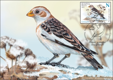 Snow Bunting