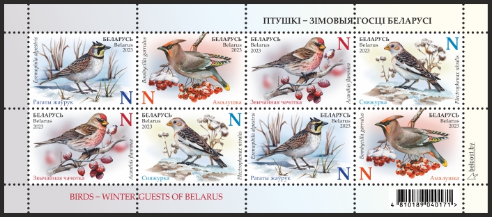 Birds – winter guests of Belarus