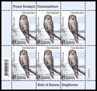 Northern Hawk-Owl