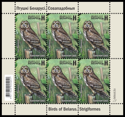 Short-eared Owl