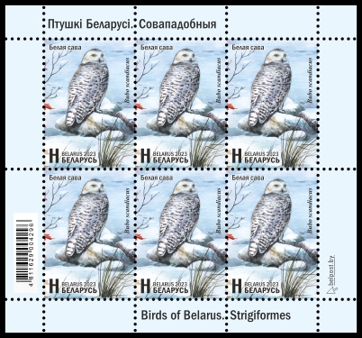 Snowy Owl