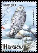 Snowy Owl