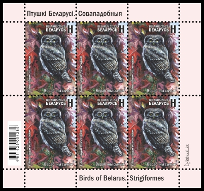 Eurasian Pygmy Owl
