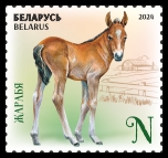 Foal