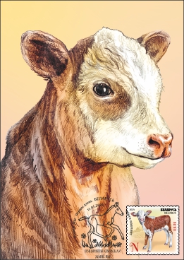 Calf