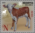 Calf