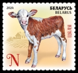 Calf
