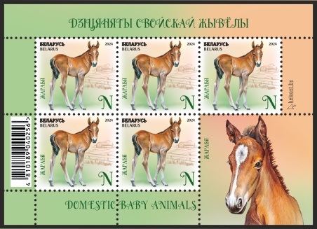 Foal
