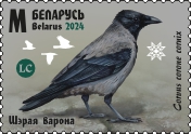 Hooded Crow