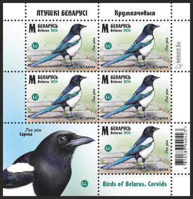 Eurasian Magpie
