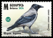Hooded Crow