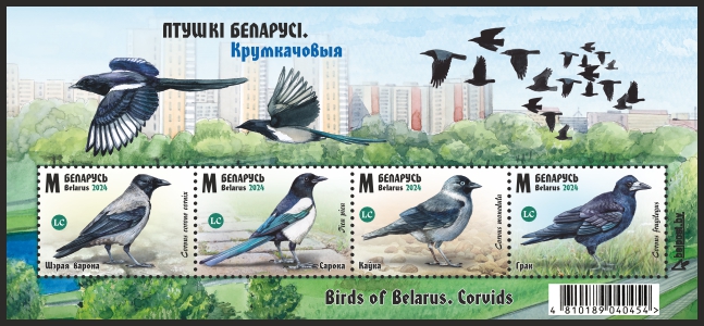 Birds of Belarus. Сorvids