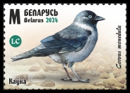 Western Jackdaw
