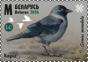 Western Jackdaw