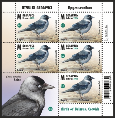 Western Jackdaw