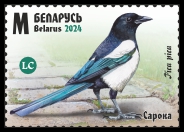 Eurasian Magpie
