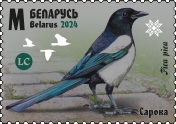 Eurasian Magpie