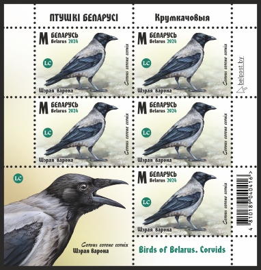 Hooded Crow