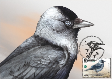Birds of Belarus. Сorvids