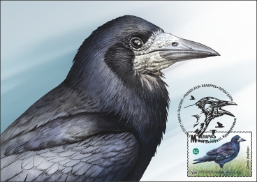 Birds of Belarus. Сorvids