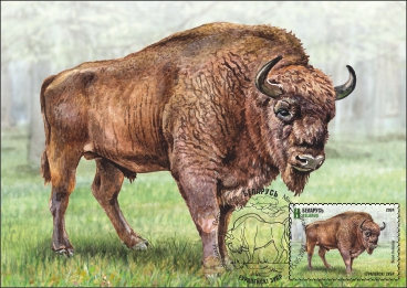 European bison