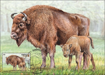 European bison