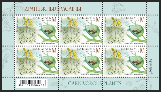 Greater bladderwort