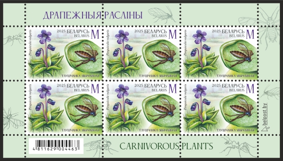 Common butterwort