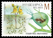 Greater bladderwort