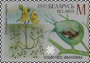 Greater bladderwort