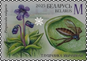 Common butterwort