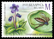 Common butterwort