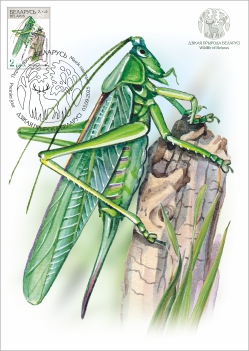 Maximum cards “Wildlife of Belarus”