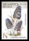 Black morel