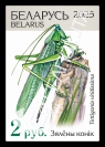 Great green bush-cricket