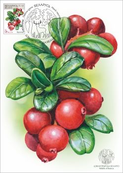 Maximum cards “Wildlife of Belarus”