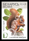 Red squirrel