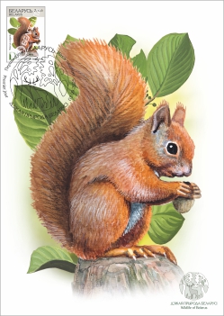 Maximum cards “Wildlife of Belarus”